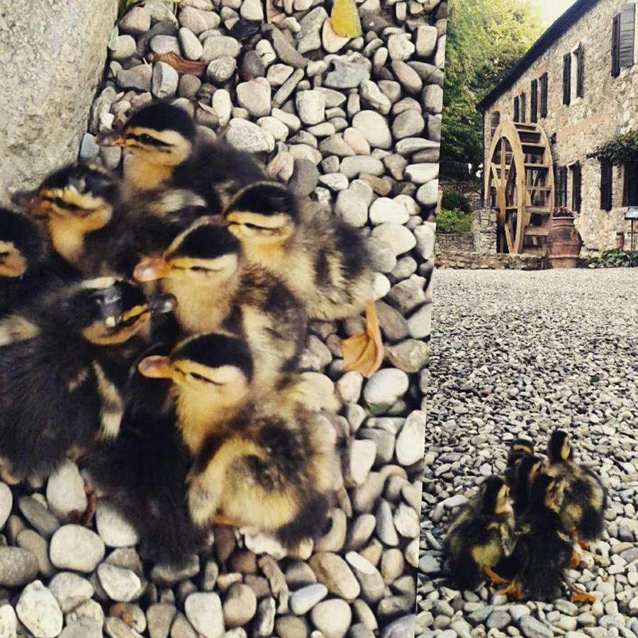 Agriturismo Il Mulino Delle Pile 基乌斯迪诺 外观 照片